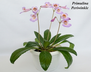 Primulina (Chirita) Periwinkle